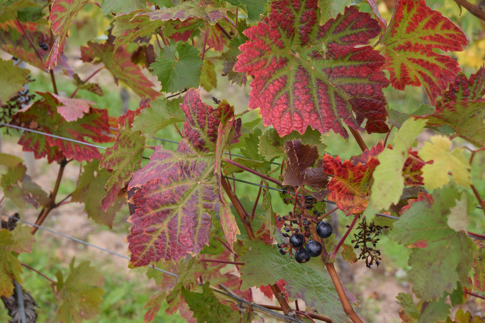 Für alle, die Rotwein mögen