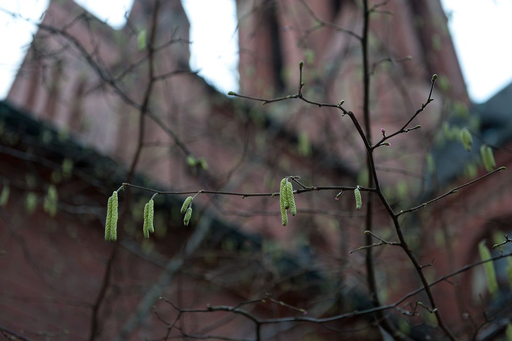 für alle, die sich nach dem Frühling sehnen