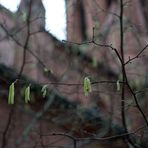 für alle, die sich nach dem Frühling sehnen