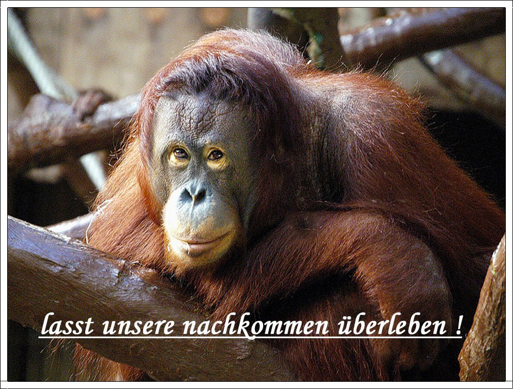 FÜR  ALLE , DIE  TIERE  LIEBEN ..PURES ENTSETZEN !!!!! siehe untertitel !!!