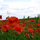 ...für alle, die wie ich den Mohn mögen, eine letzte Begegnung...