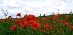 ...für alle, die wie ich den Mohn mögen, eine letzte Begegnung...