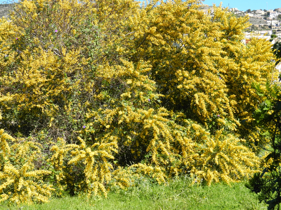 Für alle diejenigen die Mimosen mögen