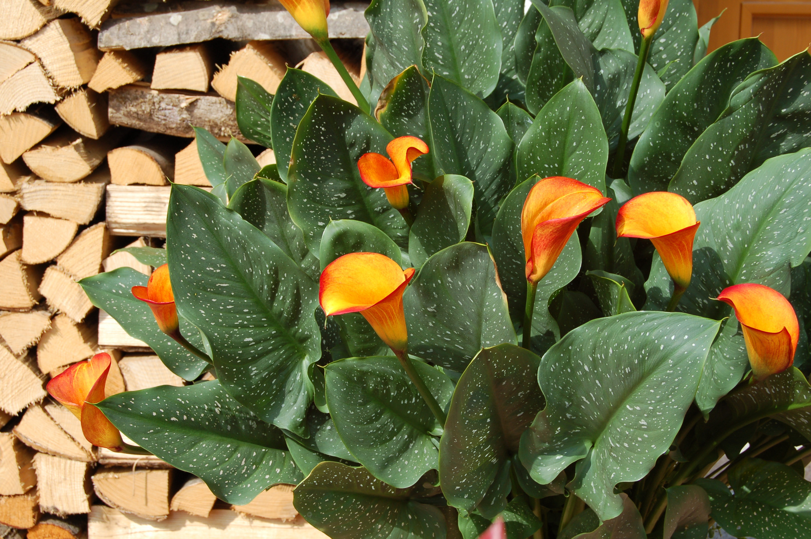 Für alle einen Blumenstrauss