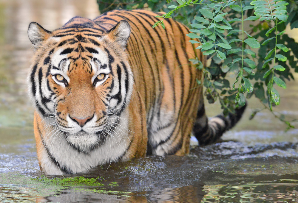 Für alle El-Roy Fans. Er kommt Ende dieses Jahres zurück in den Duisburger ZOO.