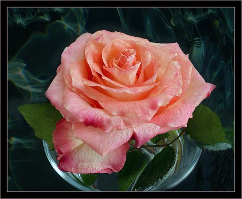 Für alle Frauen der Welt