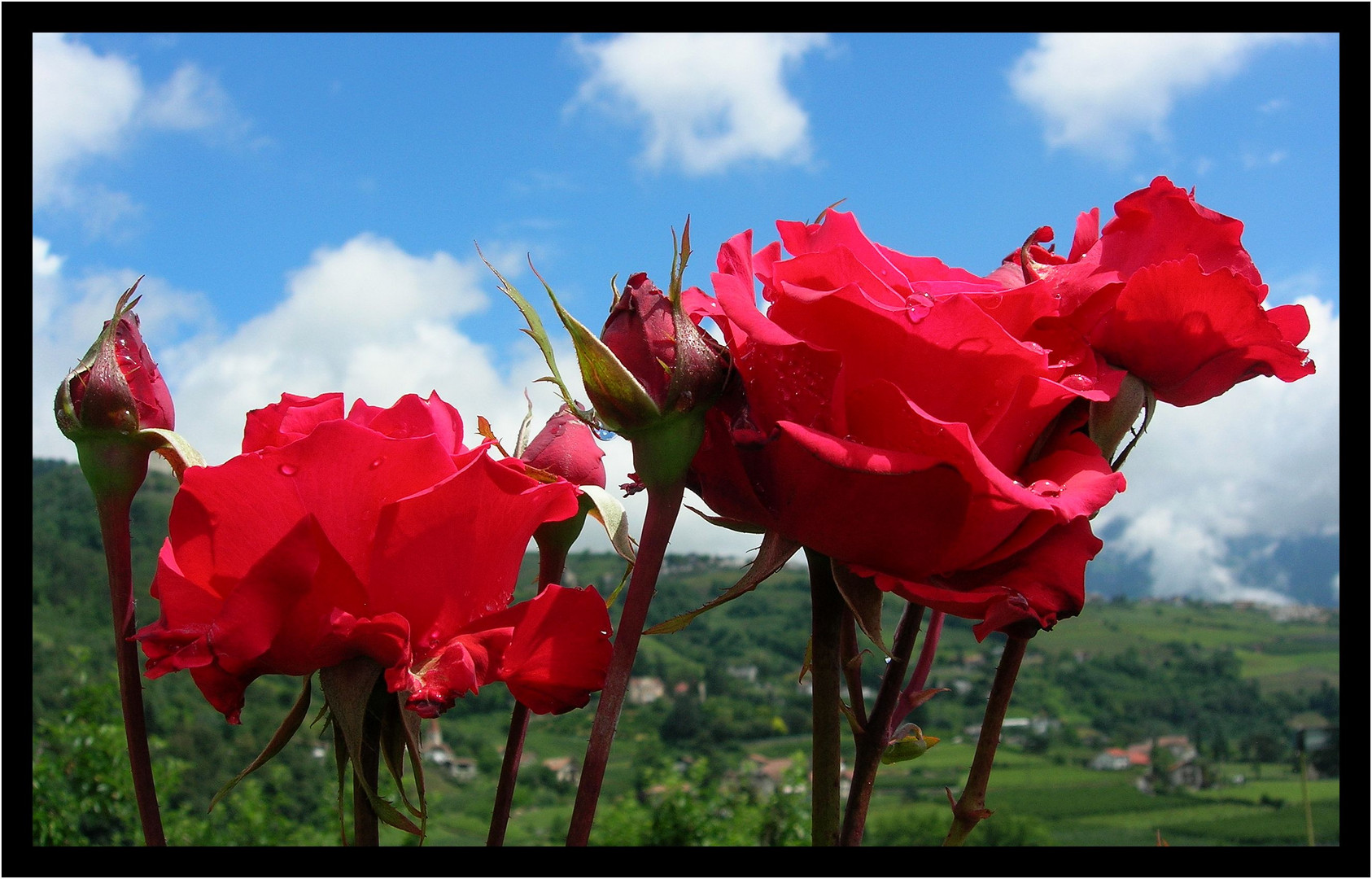 Für alle Frauen ein Rose zu Neue Jahr !