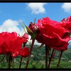 Für alle Frauen ein Rose zu Neue Jahr !