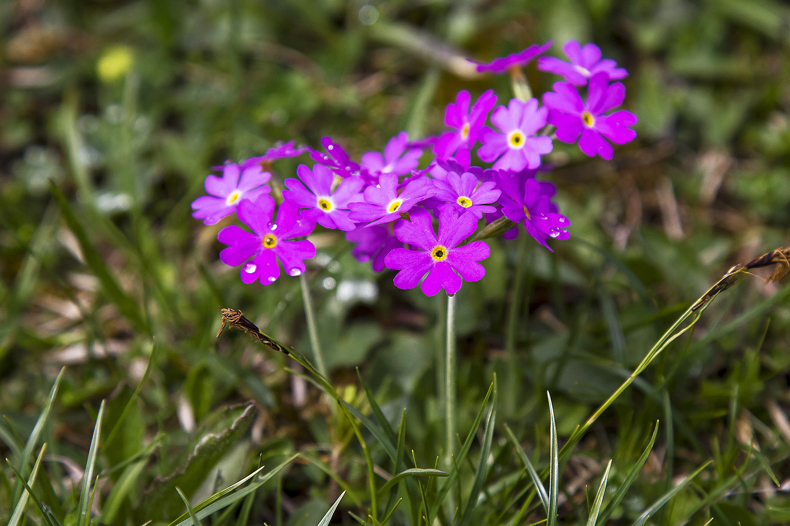 für alle Freundinnen ein Blumenstrauß zum Sonntag