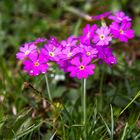 für alle Freundinnen ein Blumenstrauß zum Sonntag