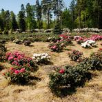 Für alle Rhododendron-Freunde (1)