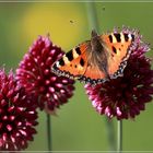 Für alle Schmetterlingsliebhaber Bild 2