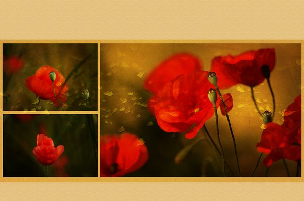 Für alle Seelentaucher