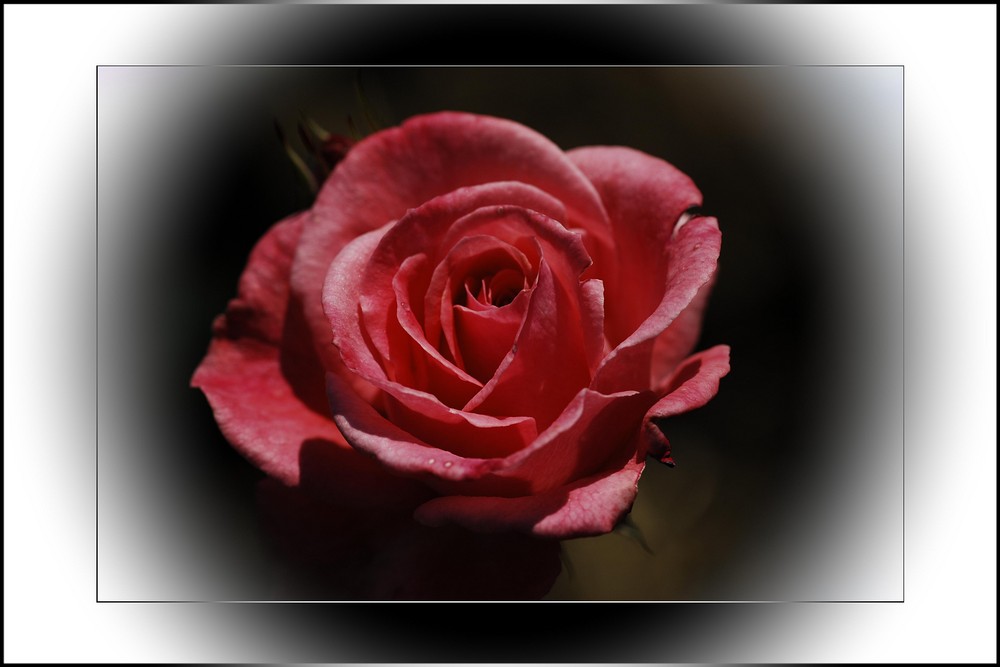 für alle...die Rosen lieben ;-)
