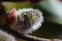 für Allergiker gar nicht gut