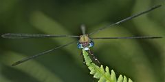 FÜR ANDREAS E.S.: Das Männchen der Gemeinen Weidenjungfer (Chalcolestes viridis)