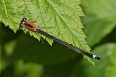 Für Andreas Th. Hein: Rote Form der Großen Pechlibelle (Ischnura elegans)