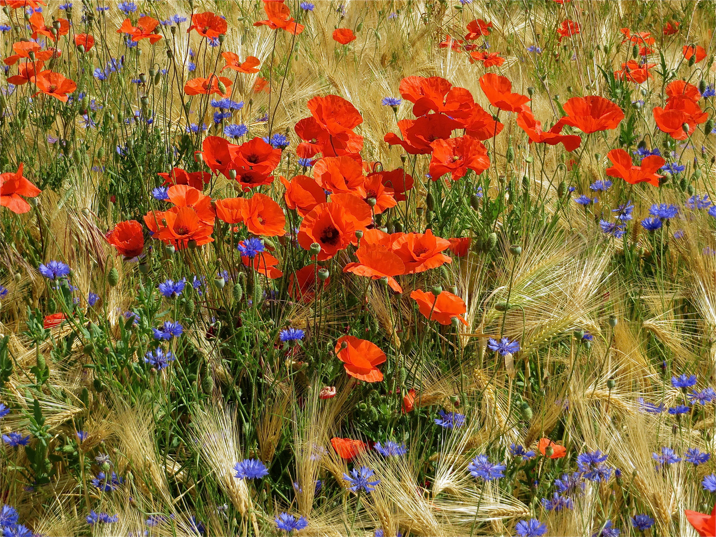 ... für ANGELIKA mit Kornblumen !!!..