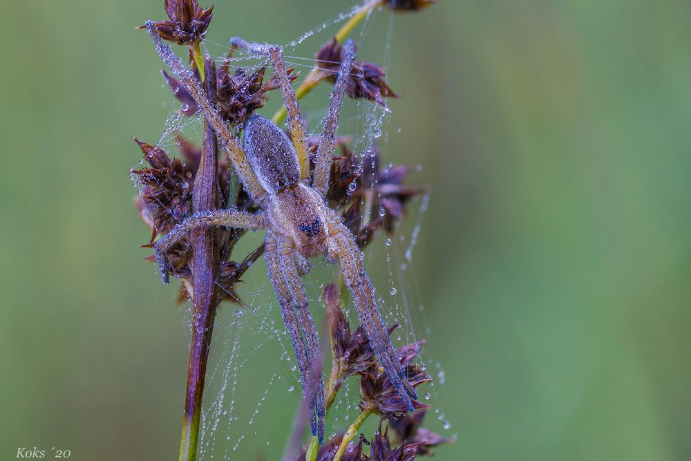 Für Arachnophobiker