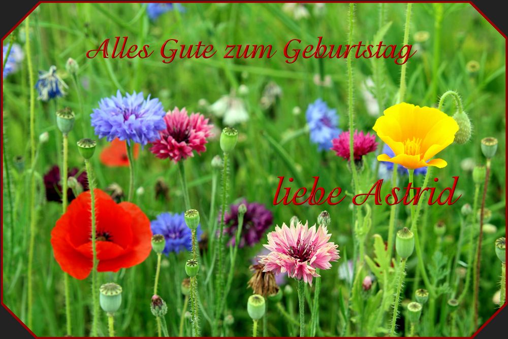 für Astrid Foto & Bild  spezial, geburtstag, gratulation und feiertage Bilder auf fotocommunity