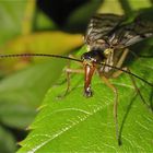 Für Bibi 03! - Grüße von Skorpionsfliege zu Skorpionsfliege zurück!