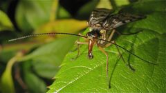 Für Bibi 03! - Grüße von Skorpionsfliege zu Skorpionsfliege zurück!