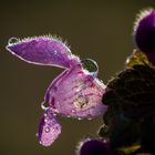 Für Bienen geöffnet :-)