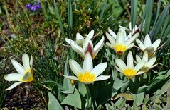 ~~~ für Blumenfreunde ~~~