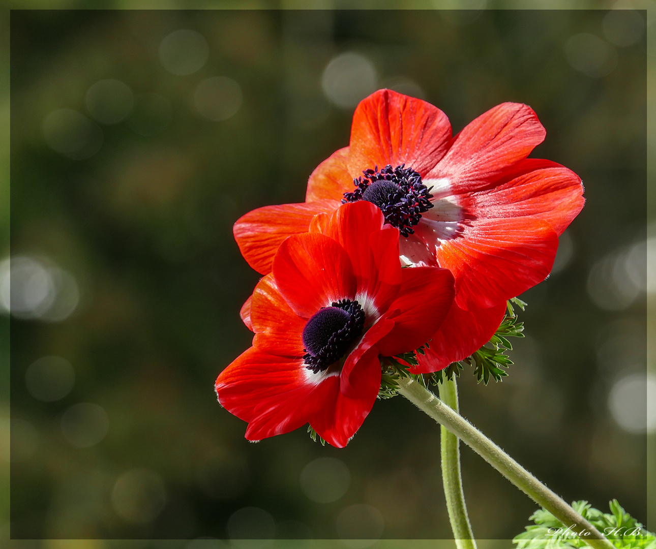 Für  BLUMENWESEN  zum Geburtstag