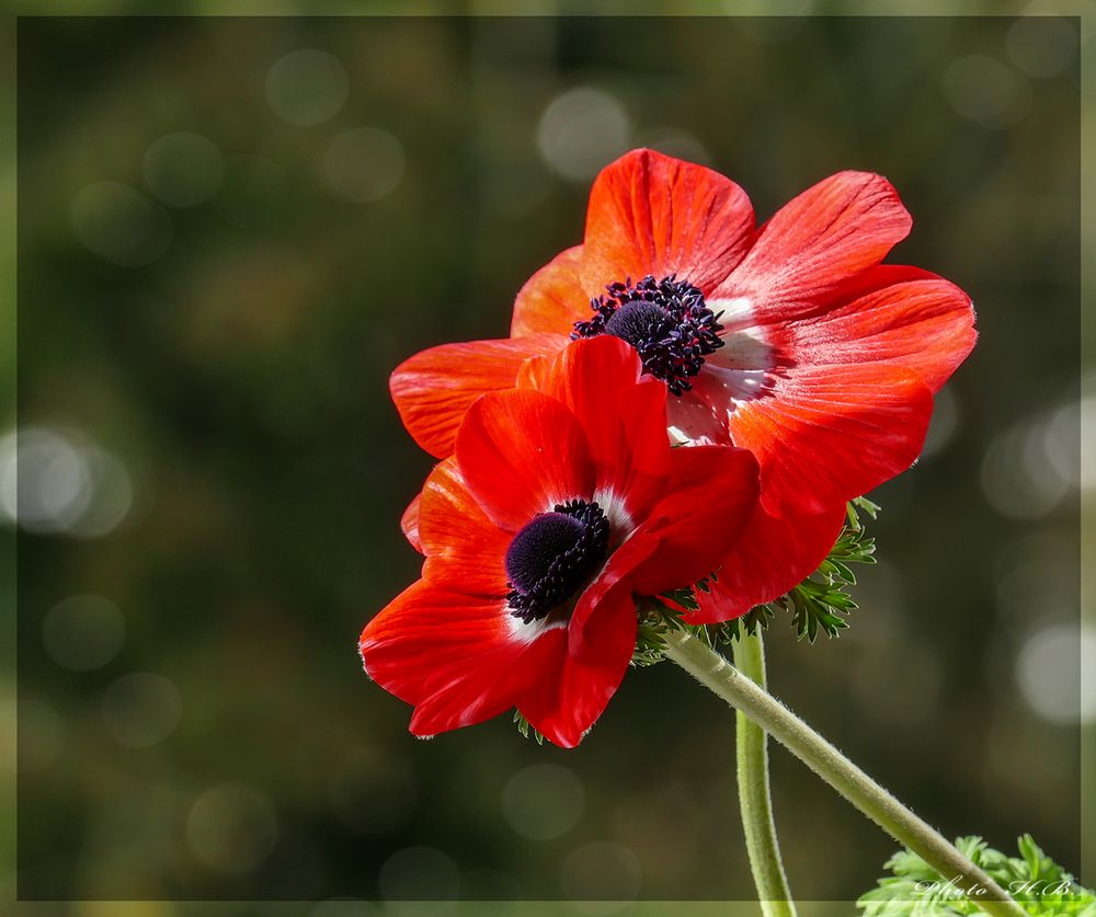 Für  BLUMENWESEN  zum Geburtstag