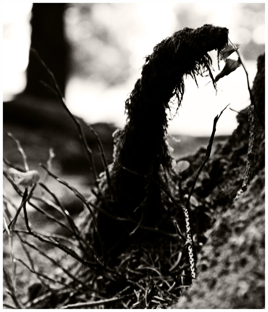 für Cindy (Sphagnum erectum)