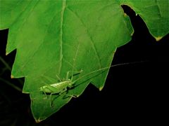 FÜR CLAUDIA: 1 cm langes Jungtier der Gemeinen Eichenschrecke (Meconema thalassinum) . . .