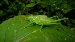 FÜR CLAUDIA - Großes Grünes Heustutenfohlen (Tettigonia viridissima)