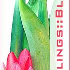 .:Für das Frühlingsblumen-Übersichts-Buch:.