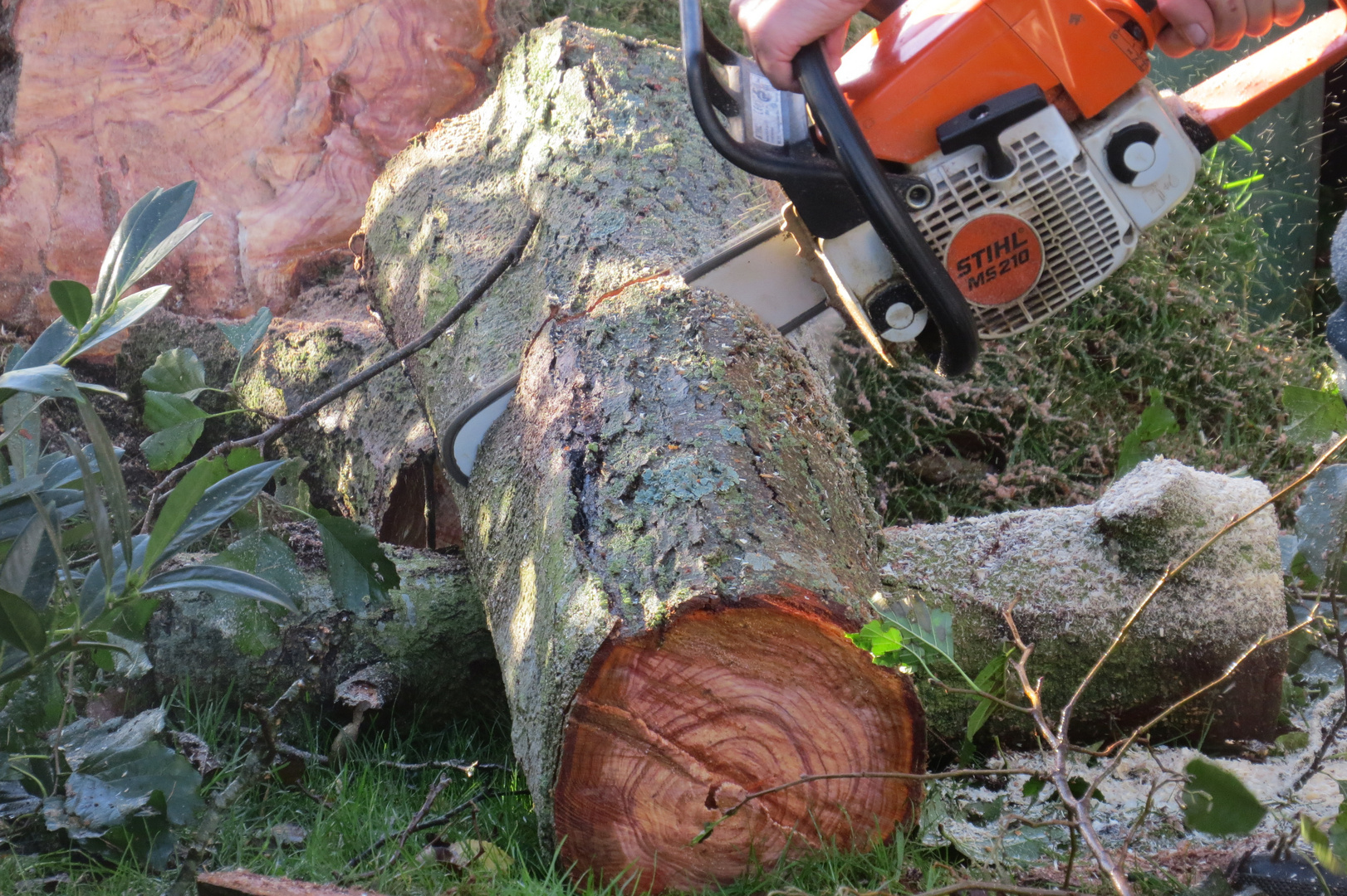  Für den Baum was schwarzer Freitag