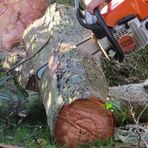  Für den Baum was schwarzer Freitag