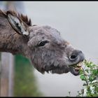 Für den Hunger zwischendurch