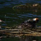 Für den kleinen Hunger zwischendurch...Haubentaucher ( Podiceps cristatus)