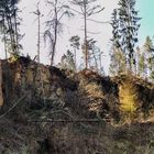 Für den kranken Wald ist zur Zeit kein Intensivbett mehr frei