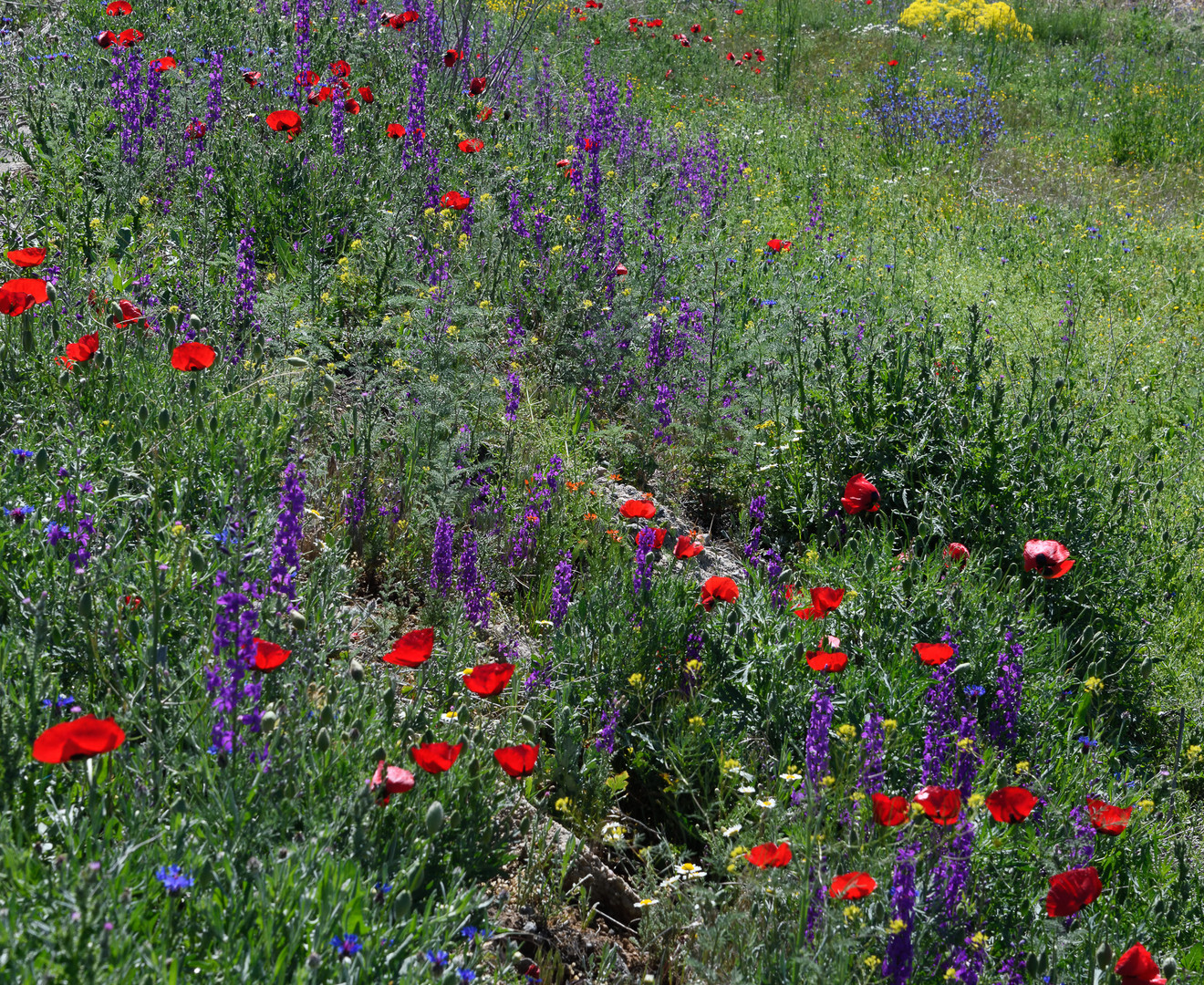 Für den Landwirt Unkraut, für den Stadtmenschen Blumen