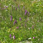 Für den Orchideenfreund  aus dem Wallis 250 Meter oberhalb von SaasFee