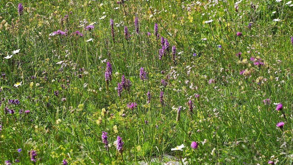 Für den Orchideenfreund  aus dem Wallis 250 Meter oberhalb von SaasFee