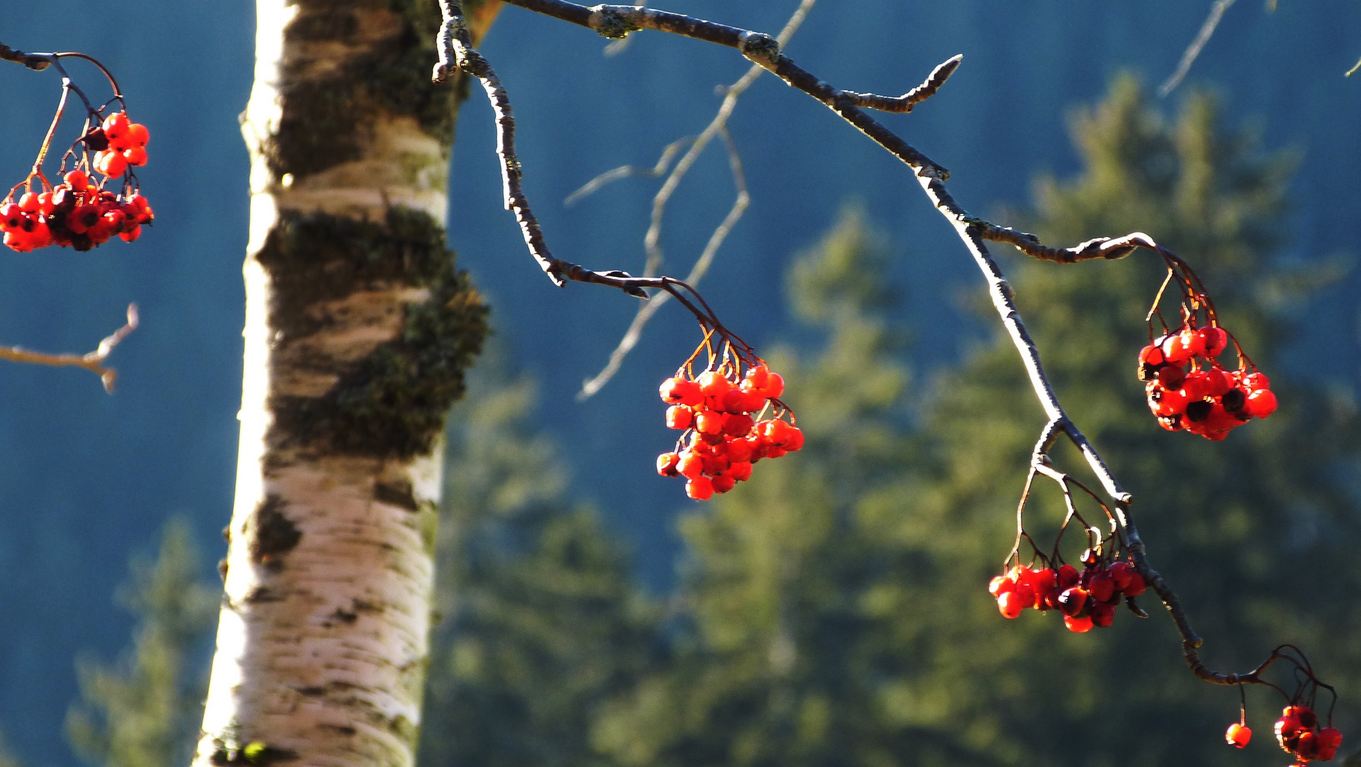 für den Waldvogel