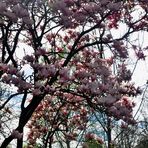 Für Dich Almut...hier der Magnolienbaum in Pink......