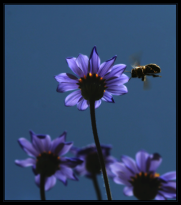 Für Dich ein blauer Himmel...