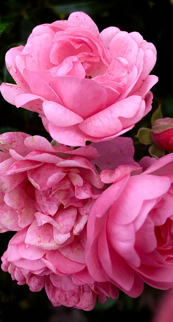für Dich soll s  rosa Rosen regnen .......