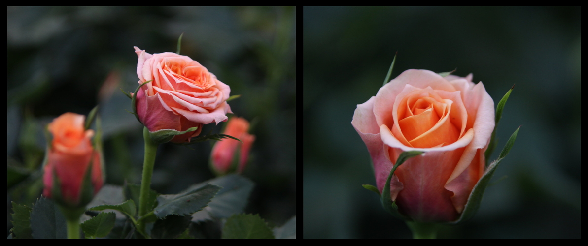 für dich solls rosa Rosen regnen...