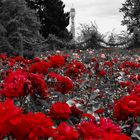 Für dich solls rote Rosen regnen