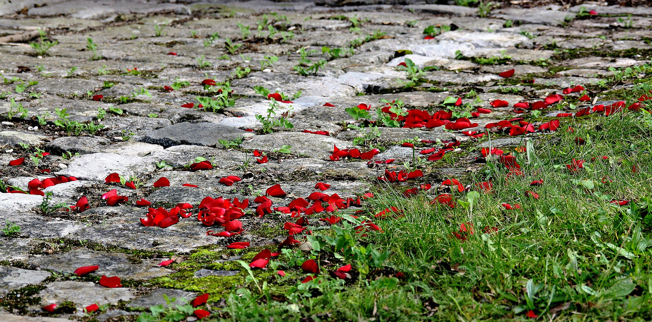 Für Dich soll´s rote Rosen regnen