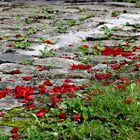 Für Dich soll´s rote Rosen regnen